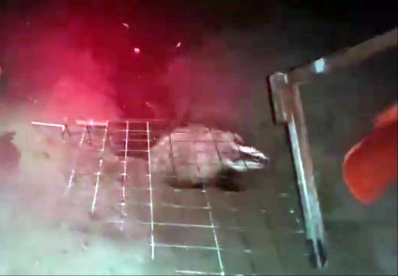 Caretta caretta yuvasına davetsiz misafir
