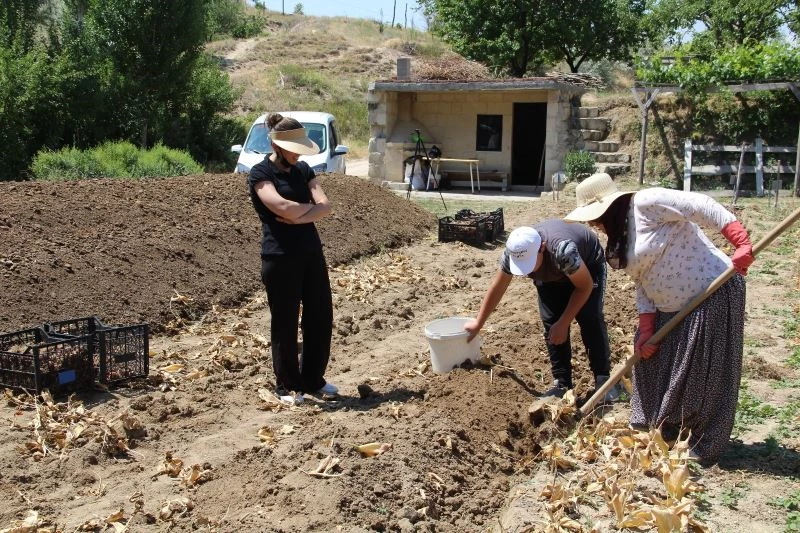 Nevşehir’de lale yumrusu hasadı başladı
