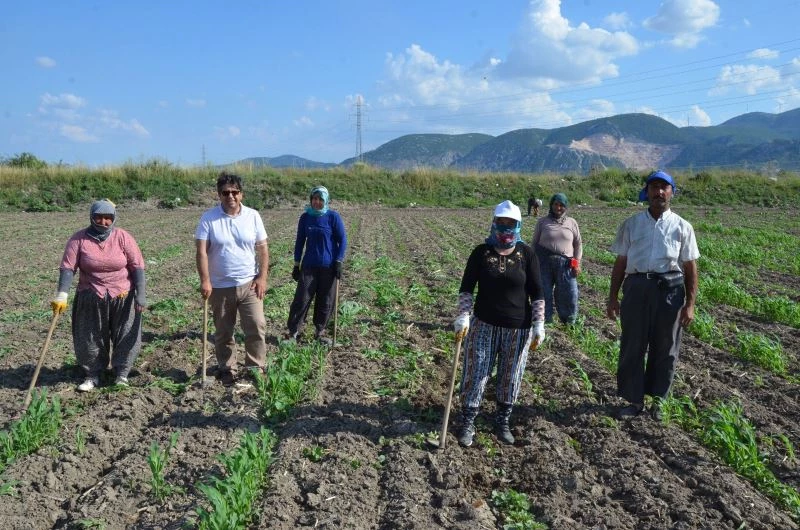 Kırkağaç kavununda ekim yapıldı, hasat ağustosta
