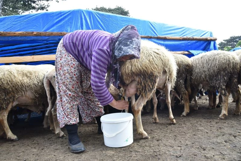 Havalar ısındı, yaylaya göç ettiler

