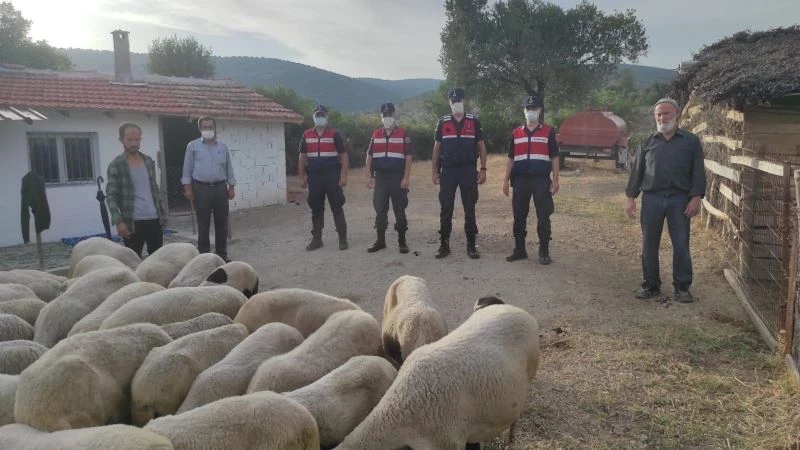 Ağıldan kaçan koyunları jandarma buldu
