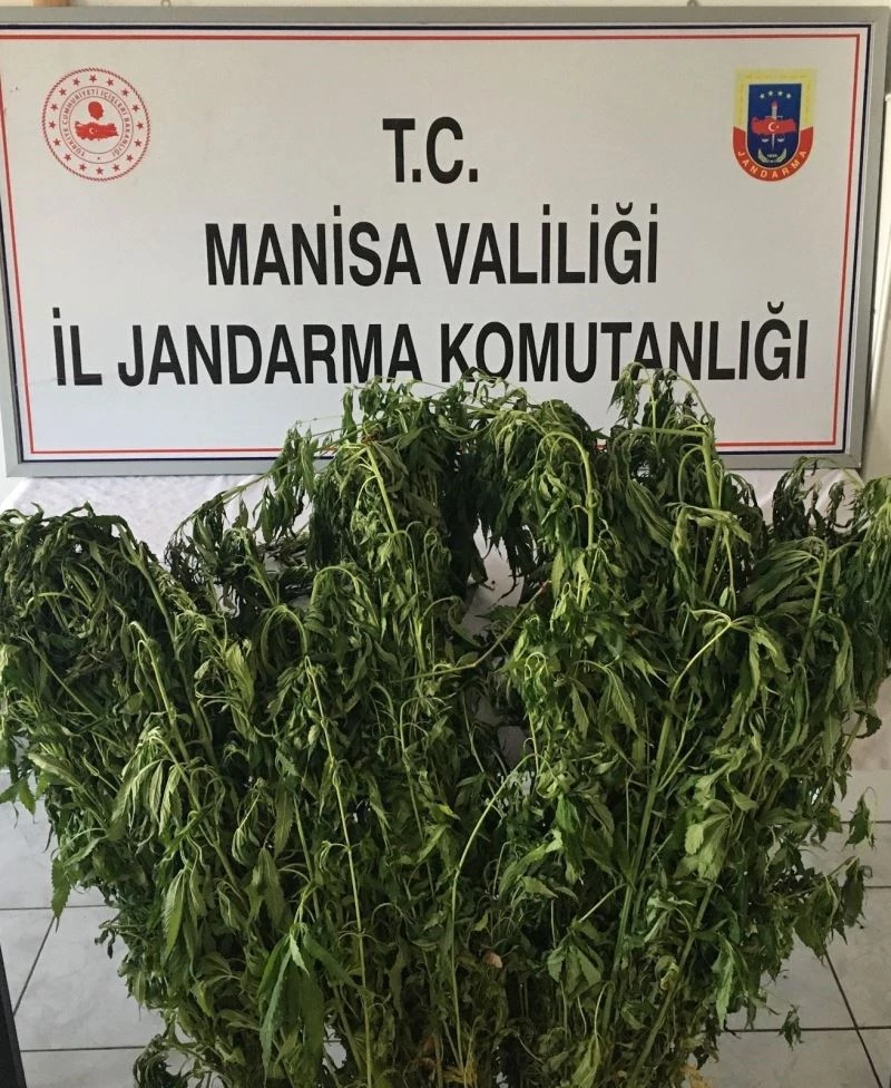 Ormana ekilen kenevirler drone ile tespit edildi
