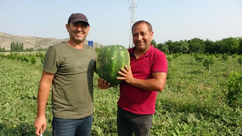 Adana karpuzu tarlada 35 kuruşa düştü

