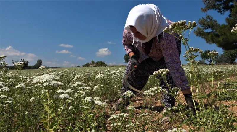 Kekiğin boyunu kısaldı, rekolte yarı yarıya düştü
