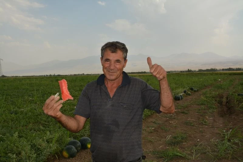 Iğdır Ovasında karpuz hasadı başladı
