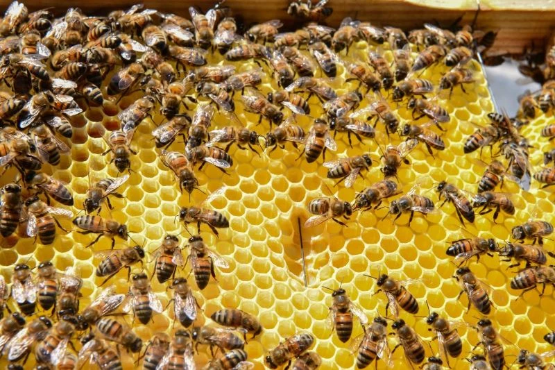 Ankara Büyükşehir Belediyesinde arıcılıkta eğitim başladı
