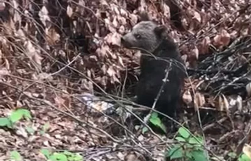 Ballı ekmekle beslenen yavru ayı koruma altında
