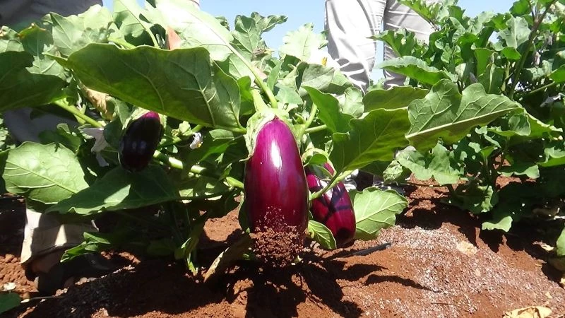 Kilis’te patlıcan hasadı başladı
