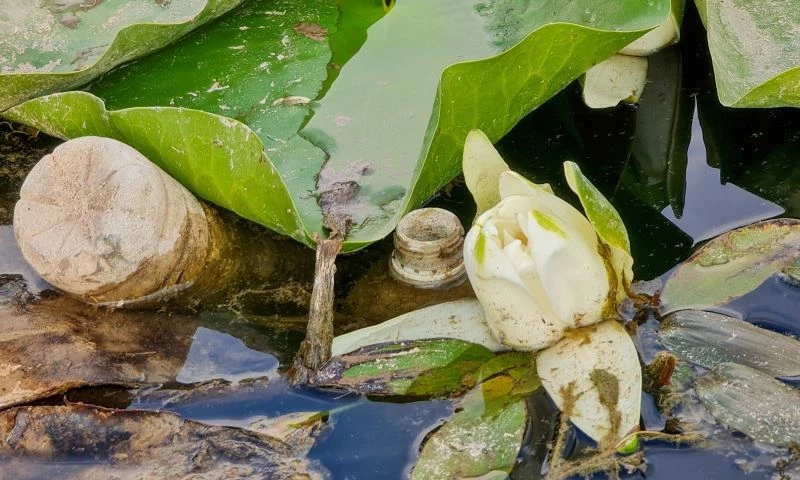 Nilüfer çiçeği ve Nilüfer Gölü yok olmakla karşı karşıya
