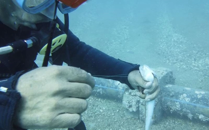 Antalya’da ‘lokum’a kurtarma operasyonu
