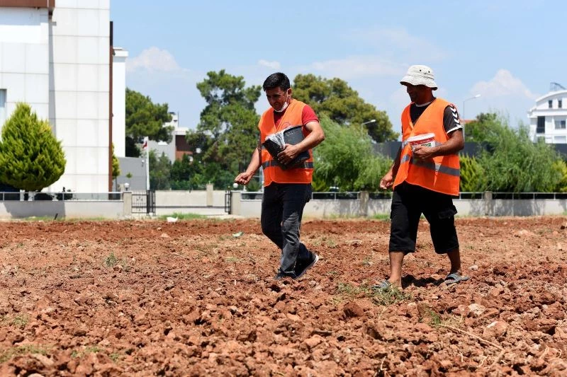 Muratpaşa’da susam tarımı başladı
