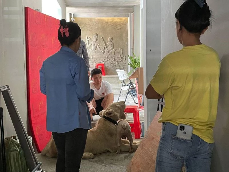 Kamboçya’da TikTok’da videoları yayınlanan aslana devlet el koydu
