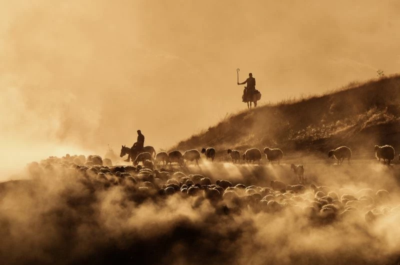 Sürülerin tozlu yolculuğu havadan görüntülendi
