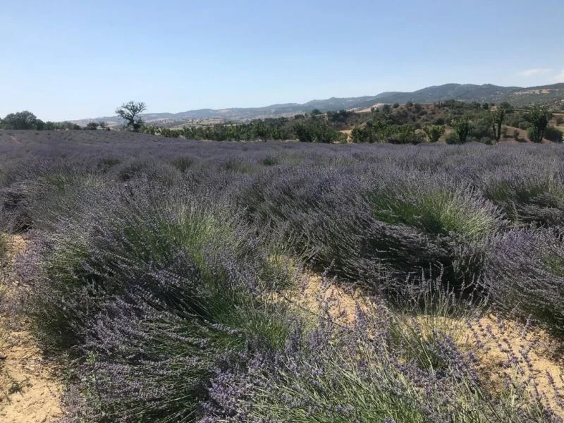 Buldan lavantada söz sahibi olmak istiyor
