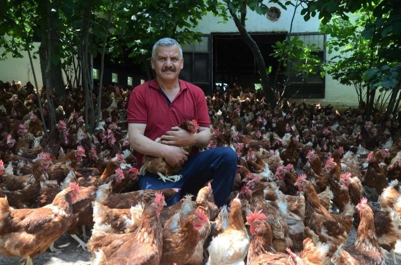 Ek gelir getirsin diye başladı, aylık yaklaşık 30 bin organik yumurta üretiyor
