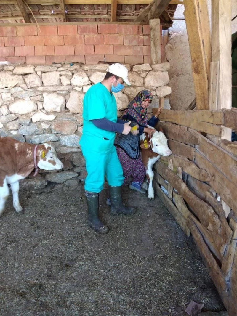 Büyükbaş hayvanlara küpeleme ve aşı çalışmaları
