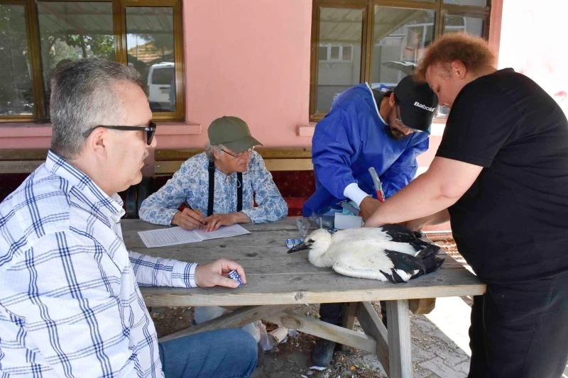 Yaren Leylek ve yavruları artık uydudan takip edilecek
