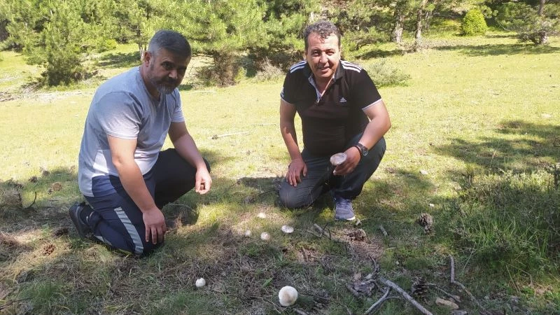  Yağışlar mantara bereket, sofralara lezzet getirdi
