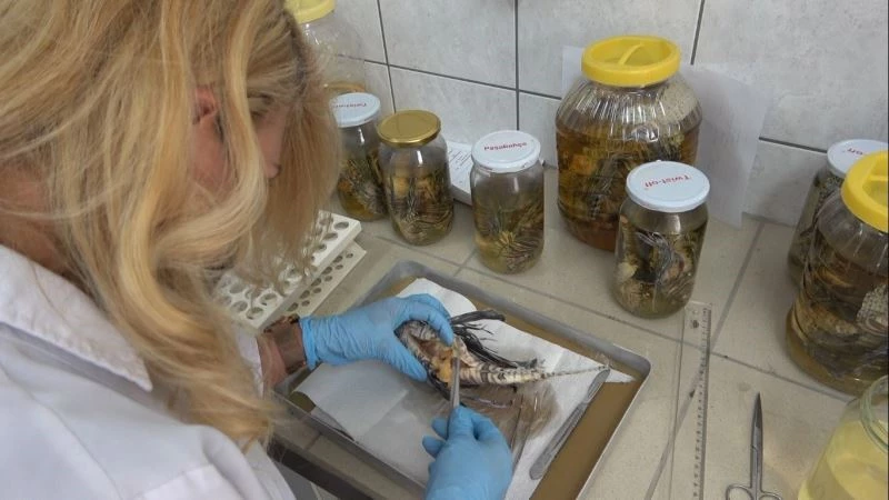 İstilacı, zehirli aslan balığı Akdeniz’i tehdit ediyor
