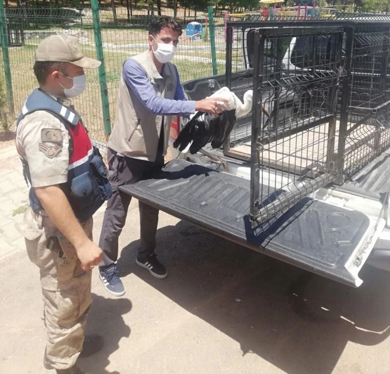 Jandarma ekipleri yaralı leyleği tedavi ettirdi
