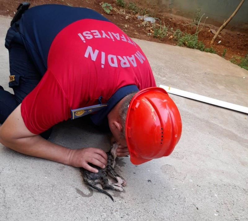 Mardin’de itfaiye eri kalbi duran yavru kediyi suni teneffüsle kurtardı
