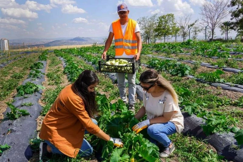 Keçiören’deki yaz bostanında turfanda mutluluğu
