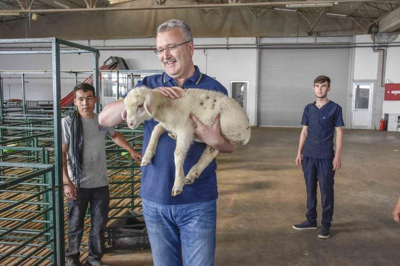 Karacabey Merinosu ırkının geleceği güvenli ellerde
