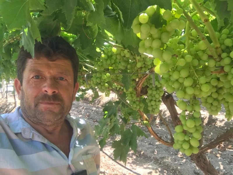 İlk üzümler tatlandı
