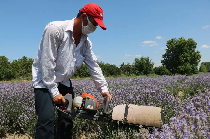 Kilosu 800 liradan satılan lavanta yağının hasadına başlandı
