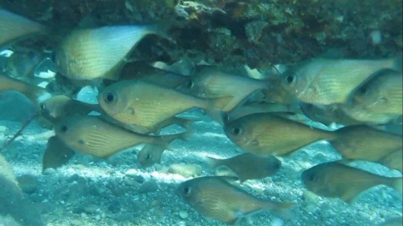  Dünyaca ünlü sahilde Kızıldeniz’den gelen üçgen balıklarının görsel şöleni
