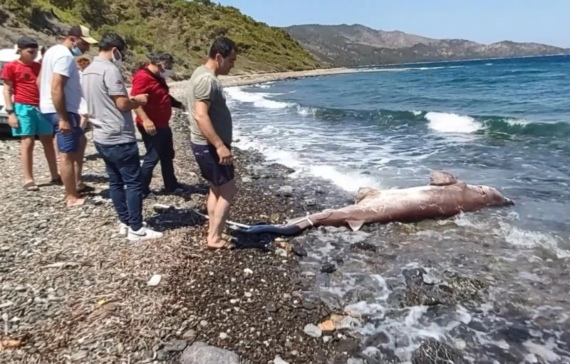 Dev köpekbalığı kıyıya vurdu
