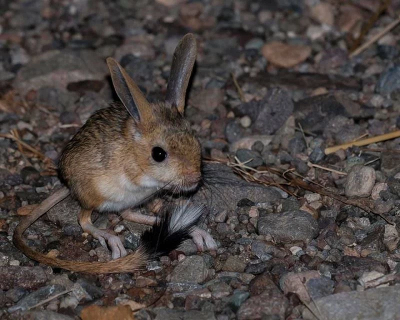 Sivas’ta Arap tavşanı görüntülendi
