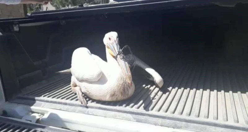 Yaralı pelikan tedavi altına alındı
