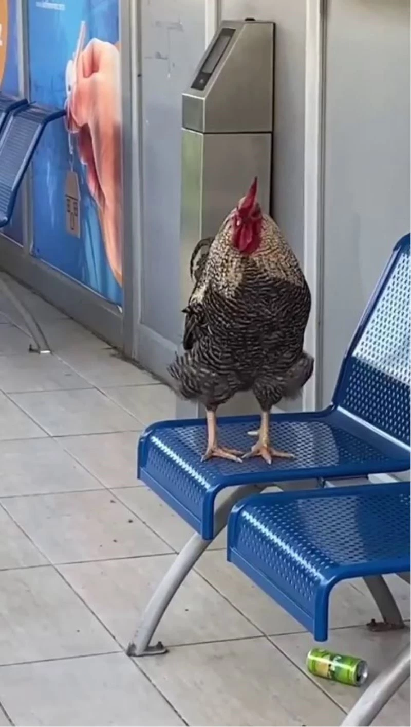 Klimalı otobüs durağına girip öten horoz şaşırttı
