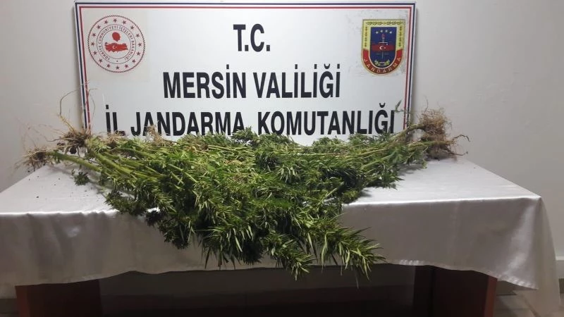 Mersin’de 351 kök kenevir bitkisi ele geçirildi
