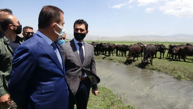 Yüksekova’da manda ve malak dağıtımı
