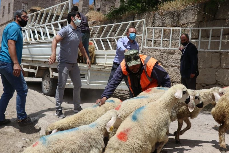 Kurdun 10 koyununu telef ettiği yetiştiriciye valilikten koyun desteği

