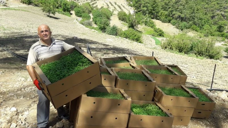 Antalya’da 328 bin adet kekik fidesi hibe edildi
