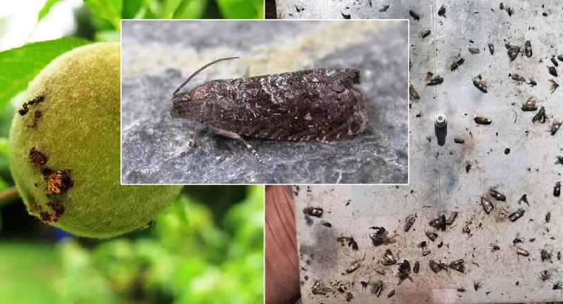 Doğu Meyve Güvesi zararlısına dikkat
