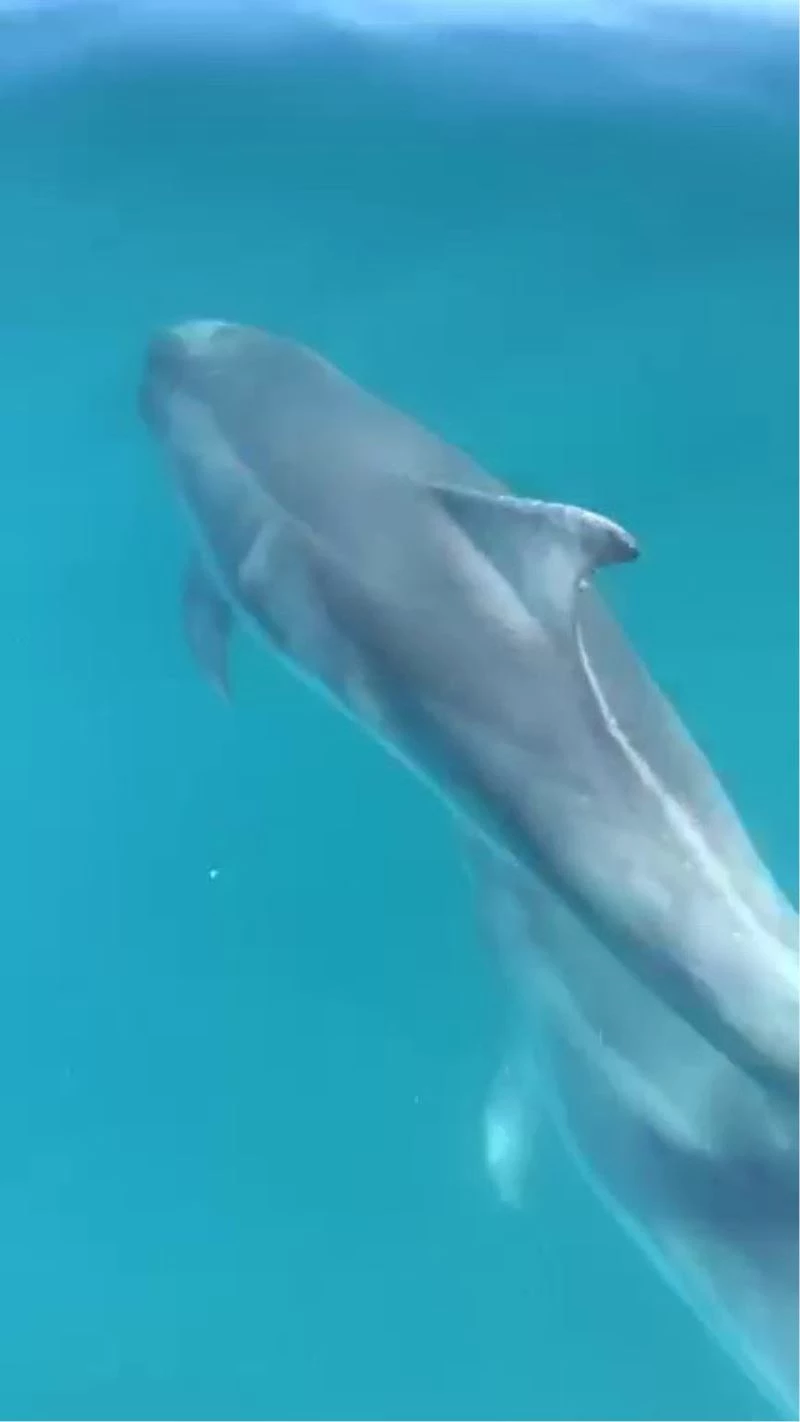 Yunusların tekne ile dansı kamerada
