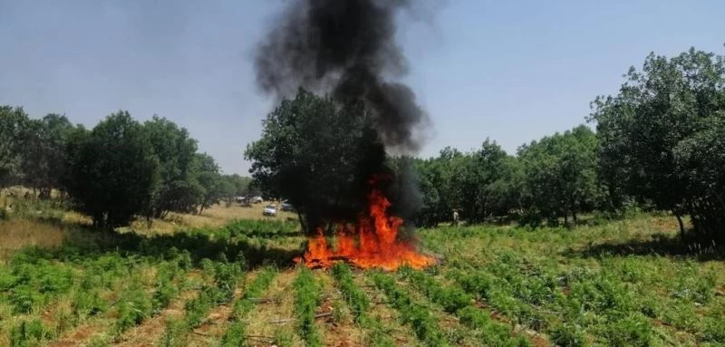 Diyarbakır’da 7 milyon 233 bin kök kenevir ele geçirildi
