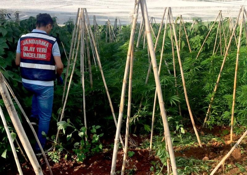 Mersin’de bir serada 2 bin 970 kök kenevir bitkisi ele geçirildi
