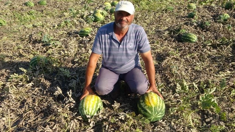 (Özel) Aşırı sıcak ve poyraz 350 ton karpuzu yaktı
