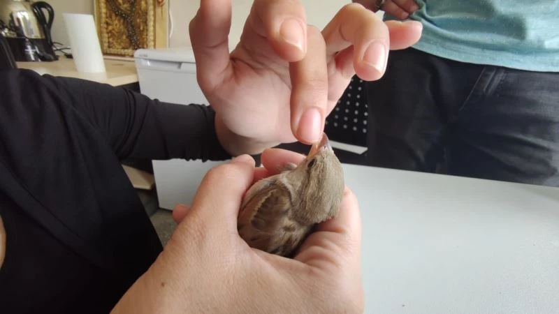 Cama vurup düşen serçeye parmağı ile su verdi, ardından doğal ortamına saldı
