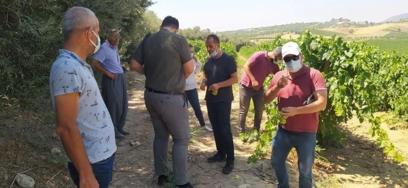 Tarsus’ta üzüm kesimine izin verildi
