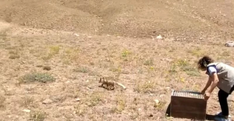 Tedavileri tamamlanan yavru tilkiler doğaya bırakıldı
