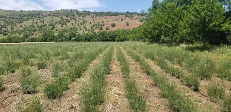 Giresun’da DOKAP desteğiyle lavanta balı ve yağı üretimi hedefleniyor
