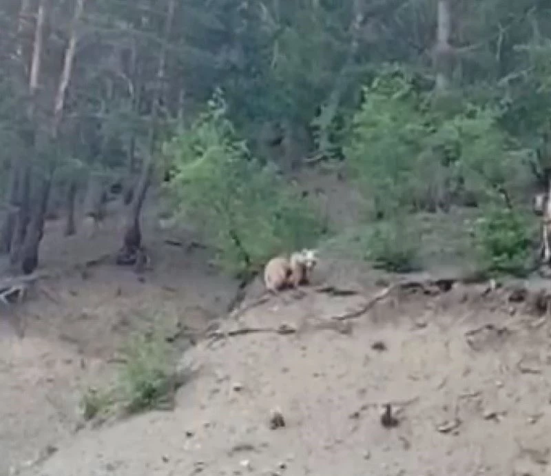 Erzurum’da boz ayı 2 yavrusuyla birlikte ilçeye indi
