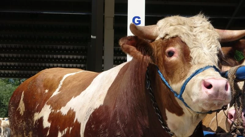 Çankırı’da 1 tonluk ’Paşa’ alıcılarını bekliyor
