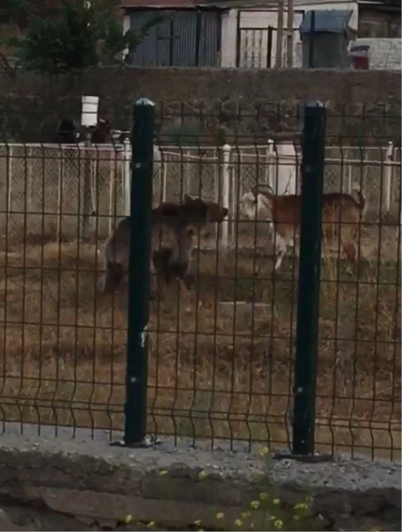 Sarıkamış’ta ayı keçilere böyle saldırdı
